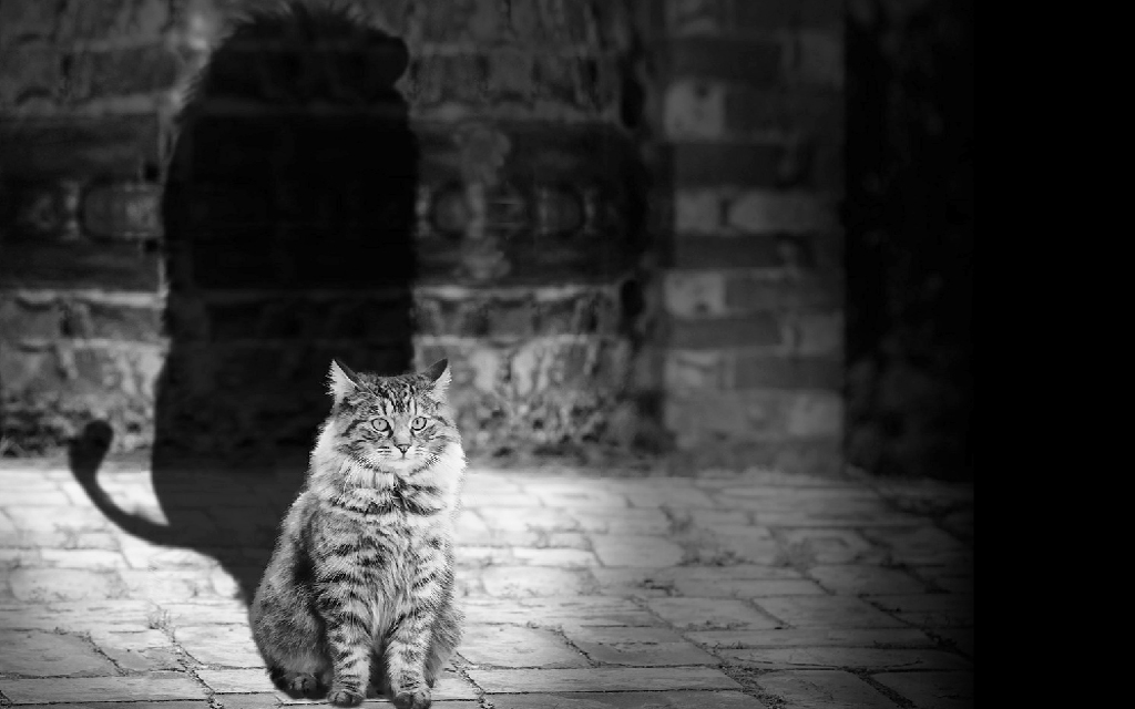 cat shadow
